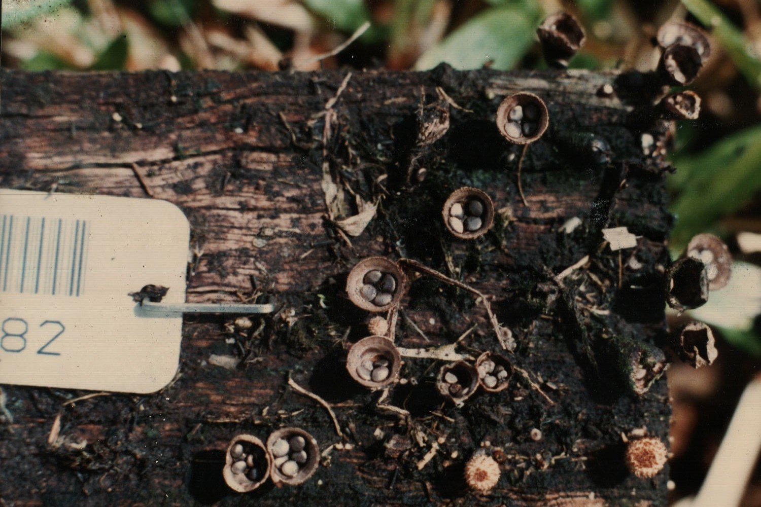 Timber research and field-trial work
